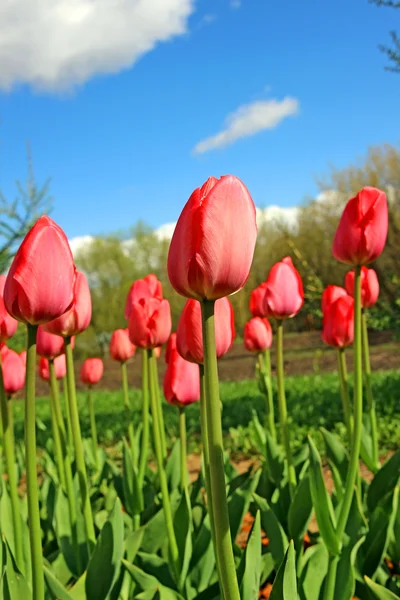 Lots of red tulips — Stock Photo, Image