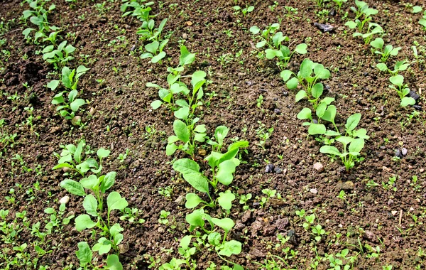 Sementes de rabanete — Fotografia de Stock