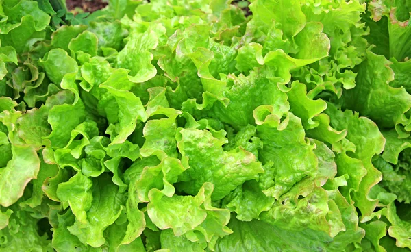Fresh vegetable salad leaf — Stock Photo, Image