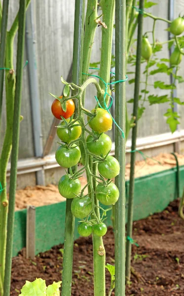 Tomates cereja amadurecendo no arbusto — Fotografia de Stock