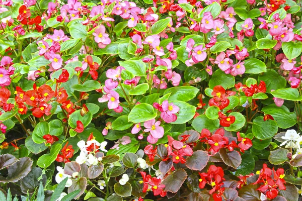 Flores rojas y rosas de Begonia — Foto de Stock