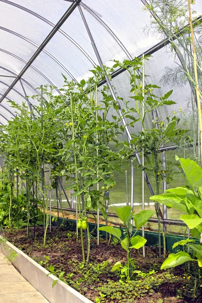 Plantas jóvenes de tomate en invernaderos de verduras — Foto de Stock