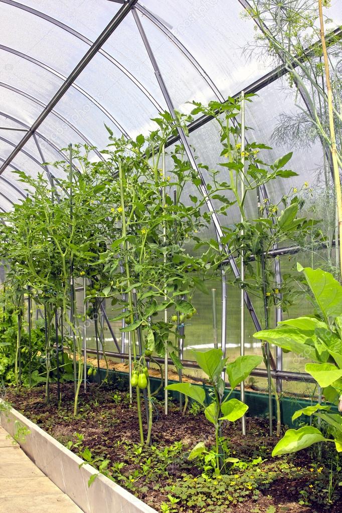 Young tomato plants in vegetable greenhouses