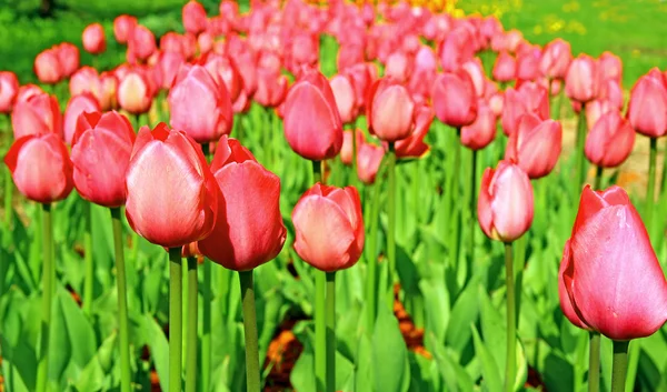 Lots of red tulips — Stock Photo, Image