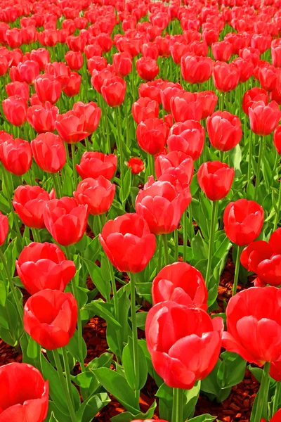 Lots of red tulips — Stock Photo, Image
