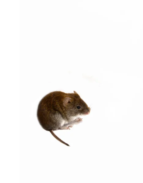 Petite souris brune isolée — Photo