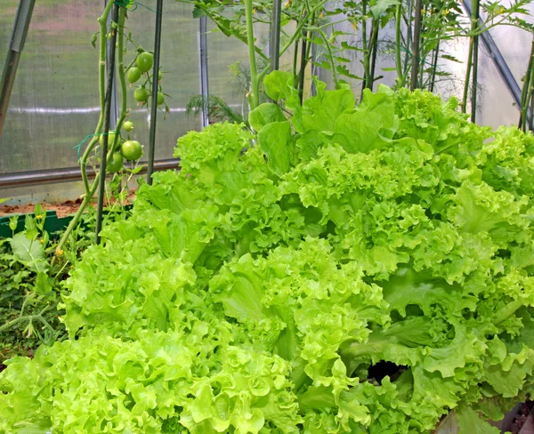 Lechuga corrugada creciendo en un invernadero — Foto de Stock