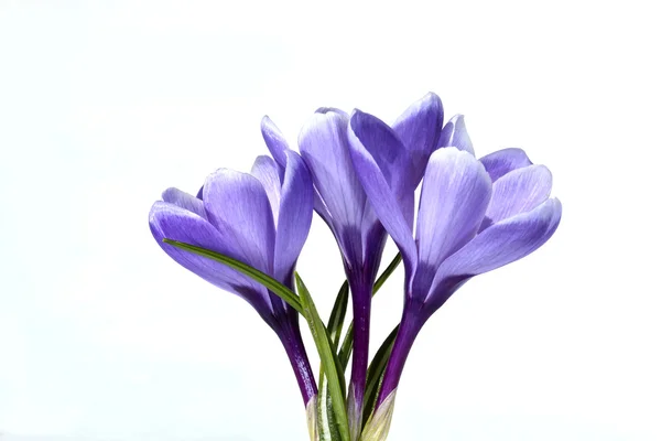 Flores violetas de cocodrilo aisladas — Foto de Stock