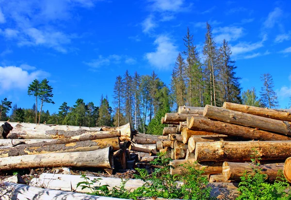 Logs in the logging — Stock Photo, Image