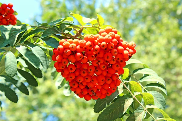 Rowan rami con bacche luminose — Foto Stock