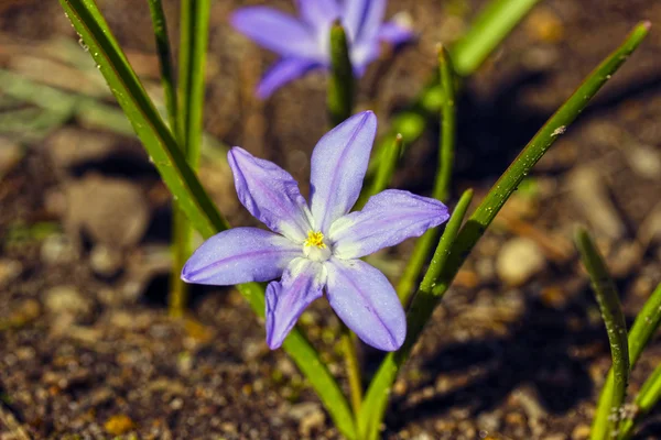 Kwiat niebieski scilla — Zdjęcie stockowe