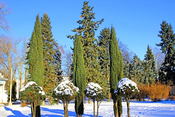 Arborvitae and cypress trees in winter — Stock Photo, Image