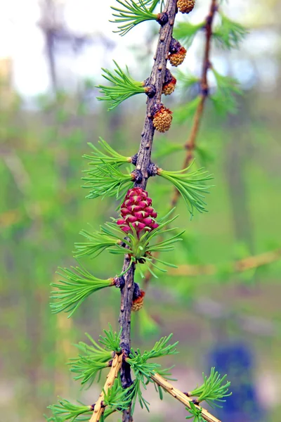 Branch of larch with the young needles and small cones in the sp — Stock Photo, Image