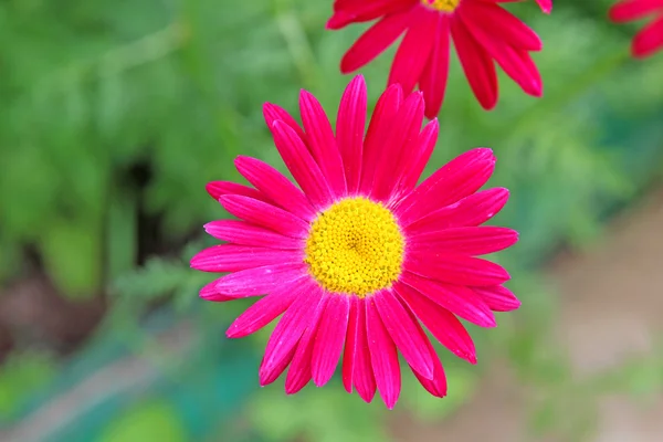 Jasně červené květy pyrethrum — Stock fotografie