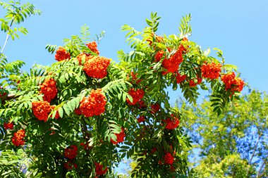 Rowan dalları parlak çilek ile