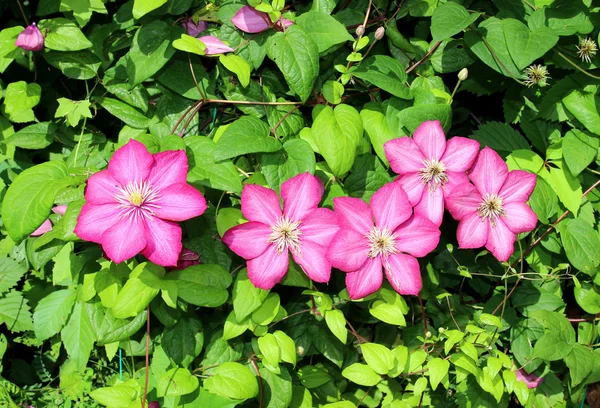 Several flowers of pink clematis — Stock Photo, Image