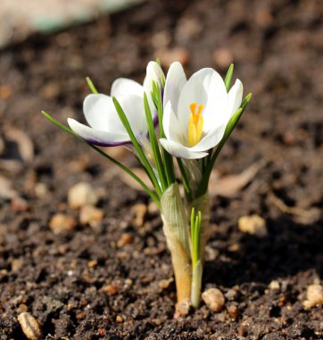 Bahçedeki beyaz çiçek.