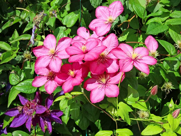 Several flowers of pink clematis — Stock Photo, Image