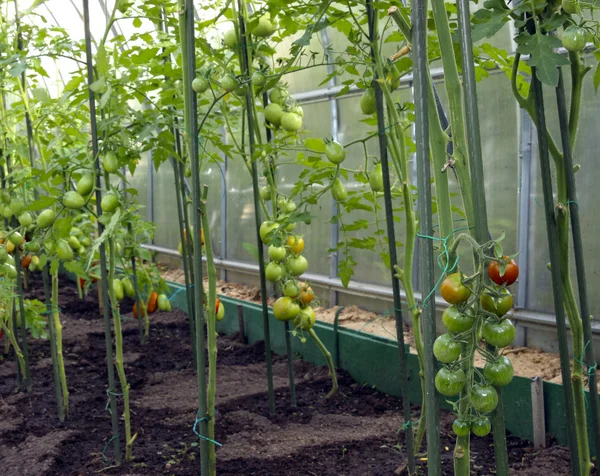 Pomodori ciliegia maturazione sul cespuglio — Foto Stock