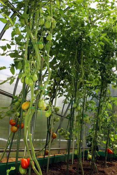 Red and green tomatoes ripening on the bush in a greenhouse — Stock Photo, Image