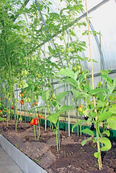 Tomates vermelhos e verdes amadurecendo no mato em uma estufa — Fotografia de Stock