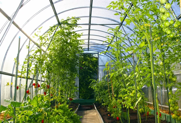 Vegetable greenhouses made of transparent polycarbonate — Stock Photo, Image