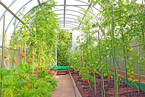 Vegetable greenhouses made of transparent polycarbonate — Stock Photo, Image