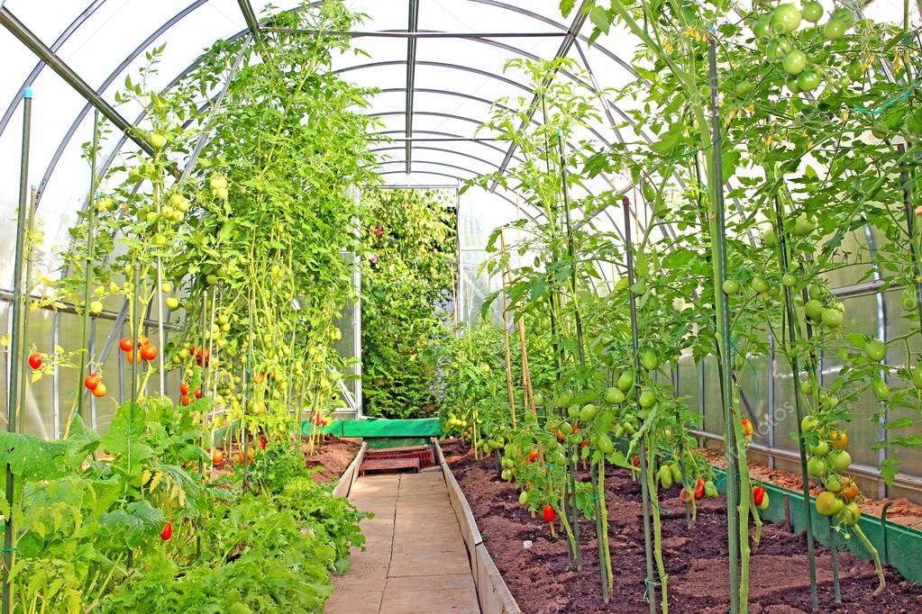 Vegetable greenhouses made of transparent polycarbonate 