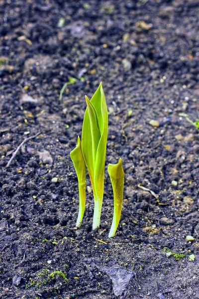 Bimba tulip a kertben — Stock Fotó