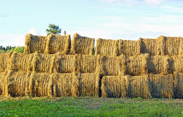 Haystacks on the farm — Stock Photo, Image