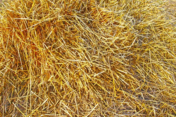 Background of dry rye straw — Stock Photo, Image