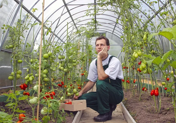 Worker sitting thinking about the harvest of tomatoes in the gre — Stock Photo, Image