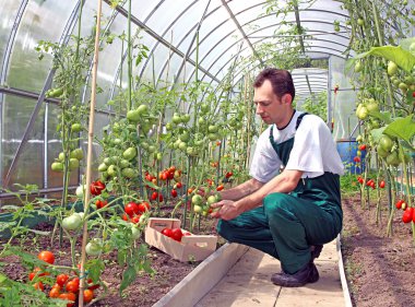 çalışan sera domates hasat