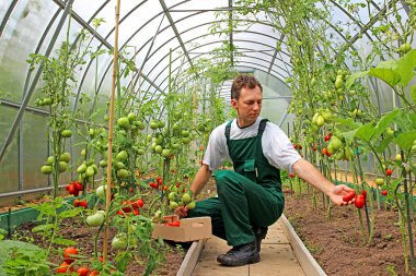 çalışan sera domates hasat