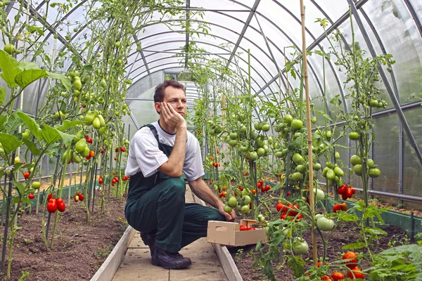 Trabalhador sentado pensando sobre a colheita de tomates na gre — Fotografia de Stock