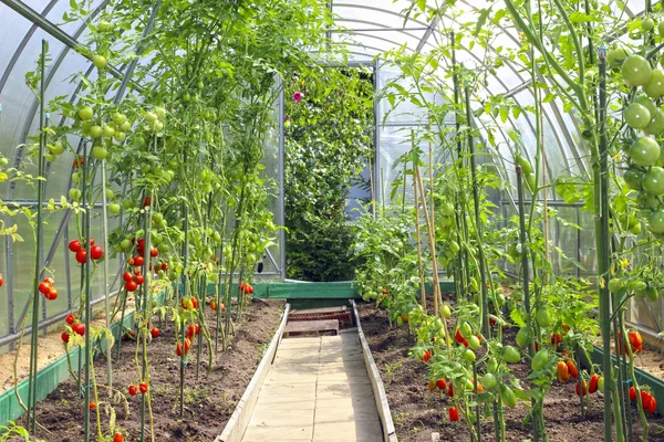 Tomates vermelhos e verdes em uma estufa — Fotografia de Stock