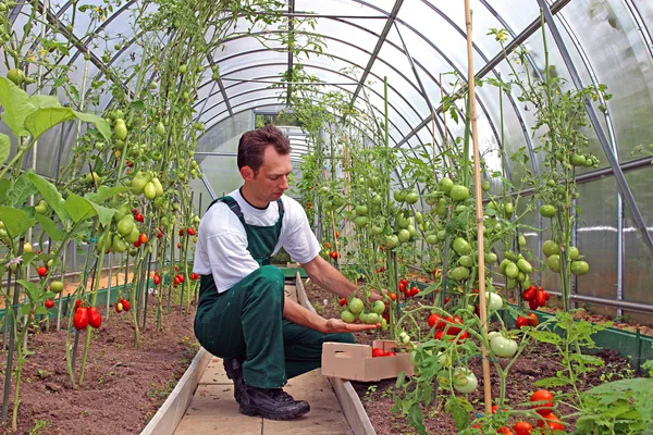 Trabalhador colhe tomates em estufa — Fotografia de Stock