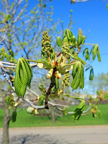 Brotes de flores de castaño de Indias en una rama —  Fotos de Stock