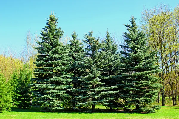 Several spruce trees in early spring — Stock Photo, Image