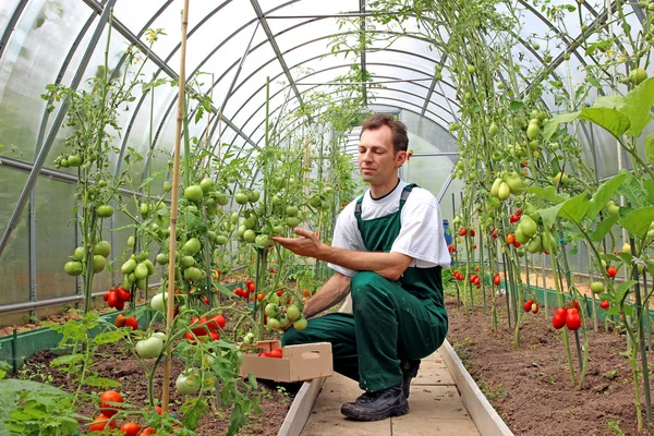 Munkavállaló termés paradicsom az üvegházban — Stock Fotó