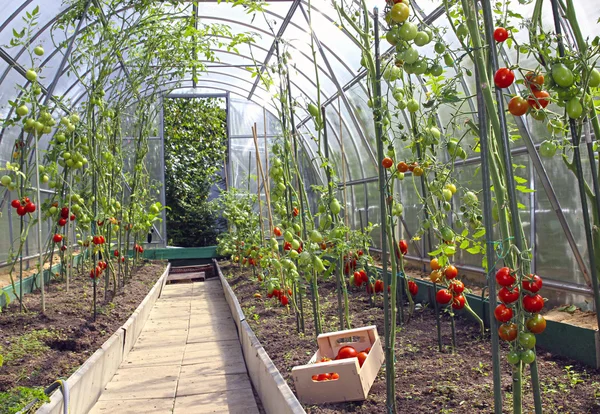 Czerwone i zielone pomidory w szklarni — Zdjęcie stockowe