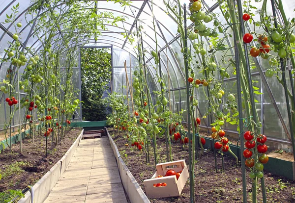 Tomates vermelhos e verdes em uma estufa — Fotografia de Stock