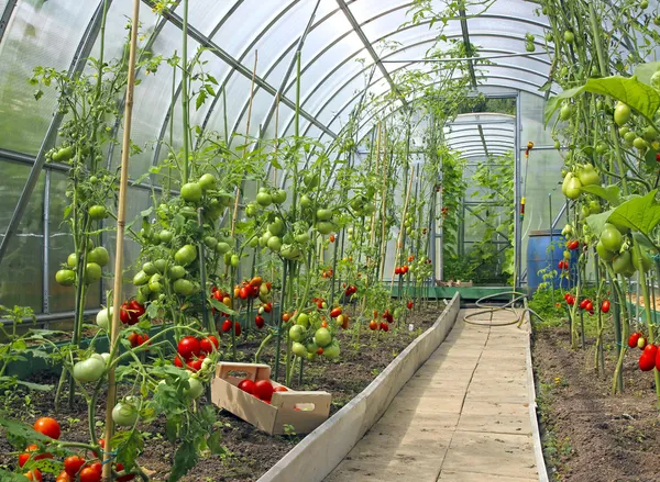 Tomates vermelhos e verdes em uma estufa — Fotografia de Stock