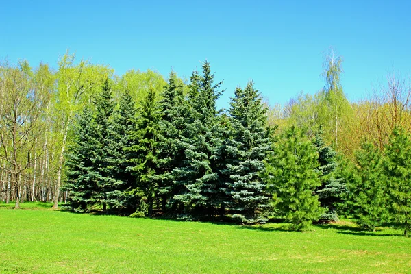 Several spruce trees in early spring — Stock Photo, Image