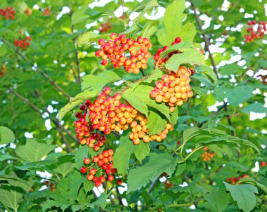 Bir dalda kırmızı viburnum üzümü