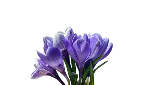 Violet flowers of crocus isolated — Stock Photo, Image