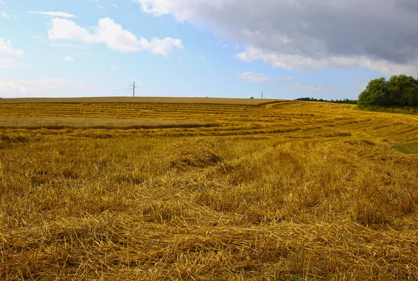 Colheita de espigas de centeio maduras em um campo — Fotografia de Stock