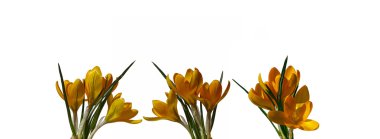 Çiğdem izole sarı çiçek