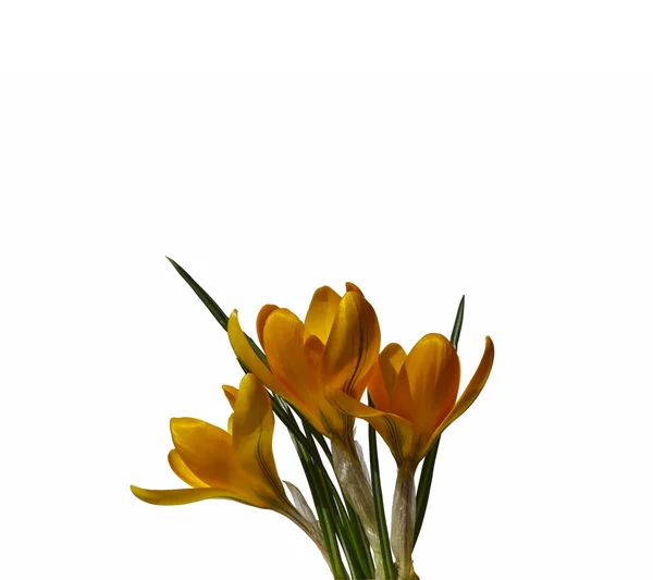 Yellow flowers of crocus isolated — Stock Photo, Image