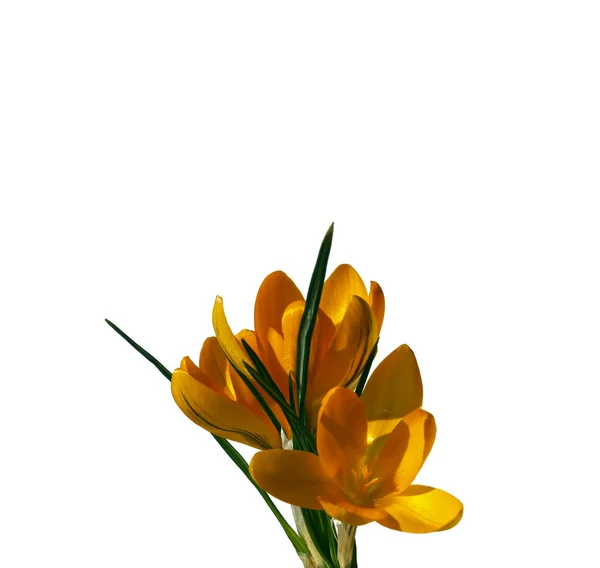 Žluté květy šafrán, samostatný — Stock fotografie